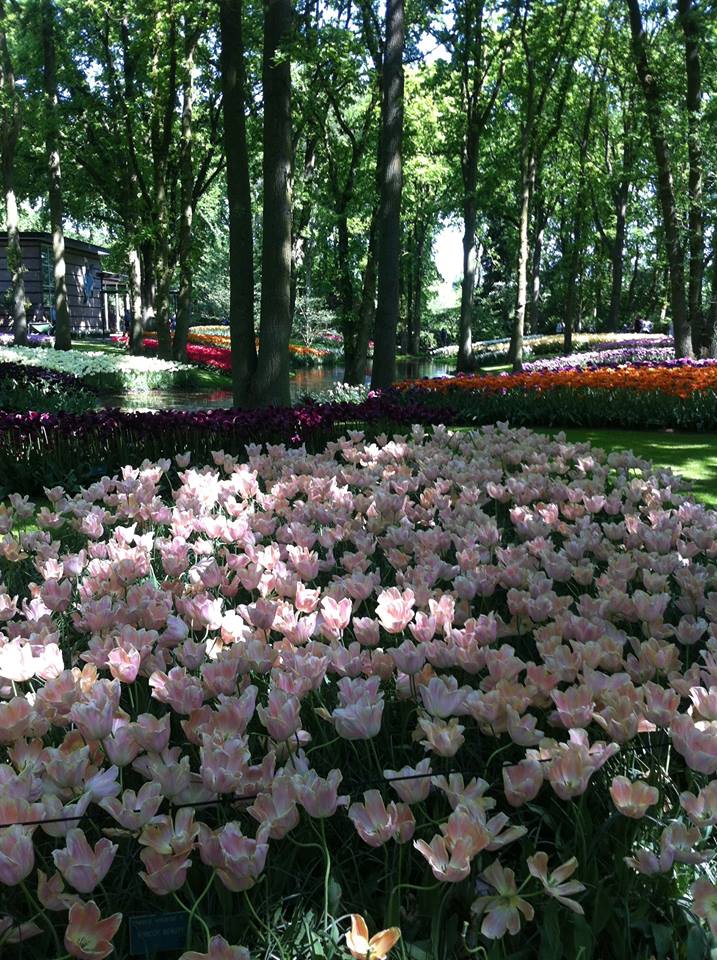  Keukenhof Taman Bunga Belanda