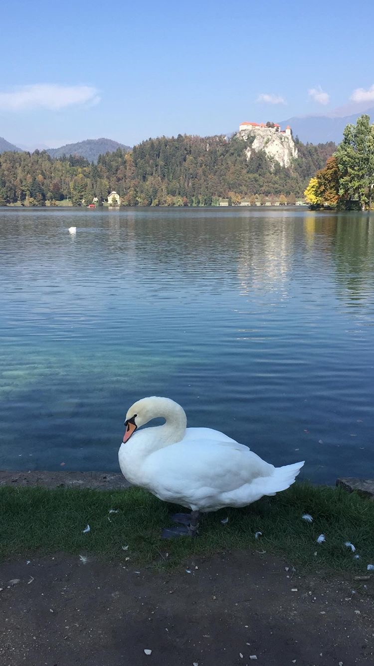 Danau Bled Slovenia