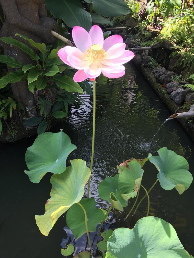 Holiday in Ubud, Bali