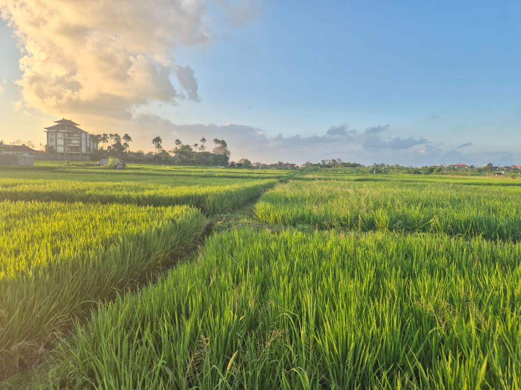Seseh Bali